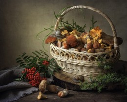 Mushroom Zeit, / ***
