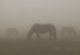 Nebel / ***