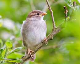 Spatz / ***