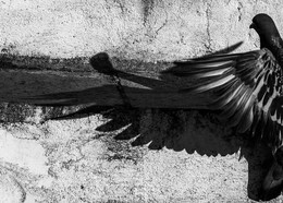 Spiel im Schatten / ***