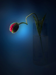 still life with red poppy bud / still life with red poppy bud