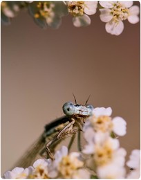  / ***