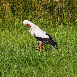 Storch / ***
