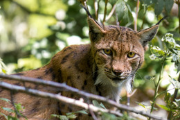 Luchs / Im Tierfreigehege Nationalpark Bayerischer Wald aufgenommen