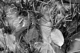 Sommer- / ***