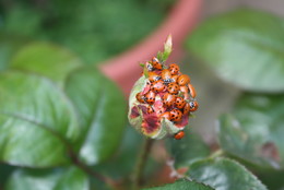  / Lady bugs