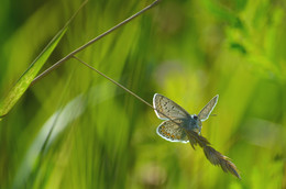Kupfer-Schmetterling / ***