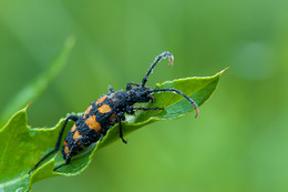 Käfer / ***