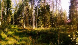 Lichtung / ***
