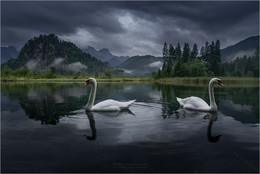 Schwanenportrait / Almsee in Grünau Oberösterreich