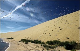 Birds / ***