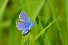 Kupfer-Schmetterling / ***