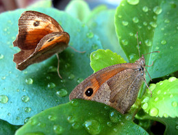 Nach dem Regen / ***