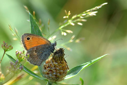 Schmetterling / ***