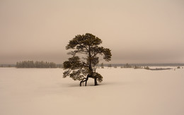 Kiefer-Baum / ***