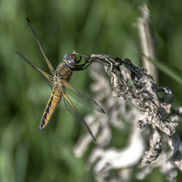 Ende der Saison / ***