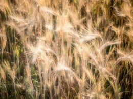 Ende der Saison / ***