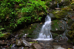 Rivulet / The nameless mountain rivulet in the vicinity of the Rosa Khutor. Sochi.