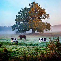 Morgendämmerung / Ranneye utro