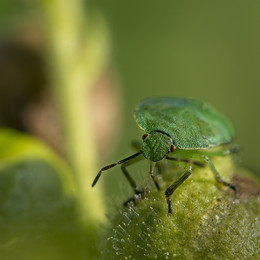 Green / ***