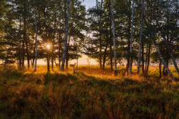 Morgen in den Wald / ***