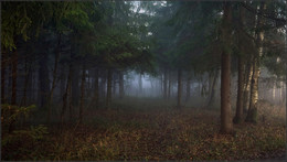 Morgen in den Wald / ***