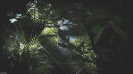 Forest River / ***