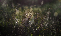 Autumn Wirbelwind / ***