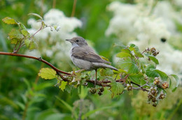 Grau Warbler / ***