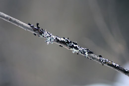 Winter / ***