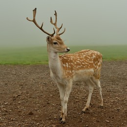  / Naturwildpark Freisen /Deutschland/