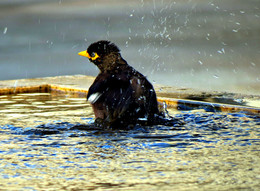 Wasserbehandlungen / ***