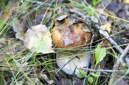 Herbst / ***