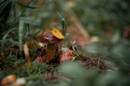 MOOD - HERBST / ***