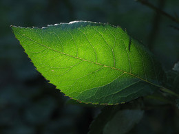 Es werde Licht! / ***