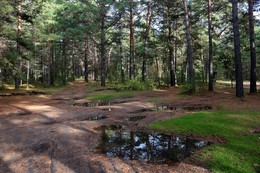 In einem Kiefernwald / ***