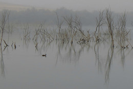 Nebliger Morgen / ***