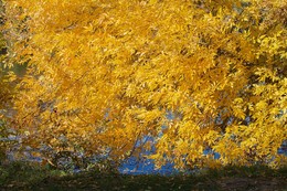 Herbst / ***