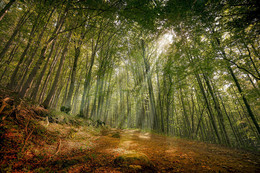 in Erwartung der fall / ***