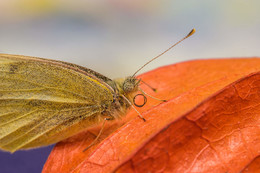 Schmetterling / ***