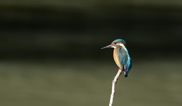 Lone Fischer. / ***