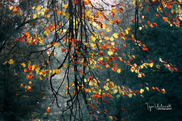 Herbstfarben / ***
