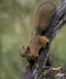 Eichhörnchen / .....