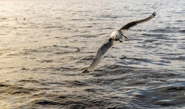 SEAGULL / ***