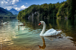Alpsee / ***