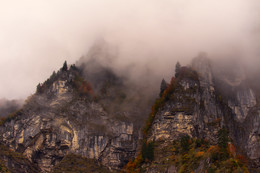 foggy autumn / foggy autumn