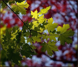 Herbstfarben / ***