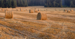 Feld / ***