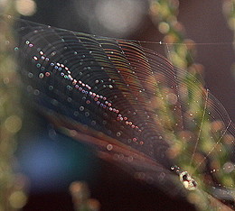 Bei Sonnenuntergang / ***