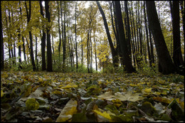 Herbst-Skizzen / ***